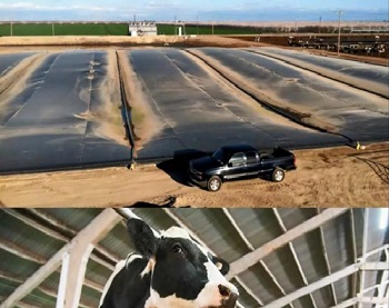 Calbiogas宣布奶牛场首次生产RNG
