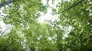 bp收购美国最大的森林碳补偿开发商Finite Carbon的多数股权