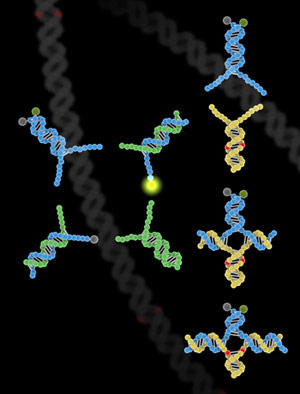 研究人员推出了一种双链基因分型方法