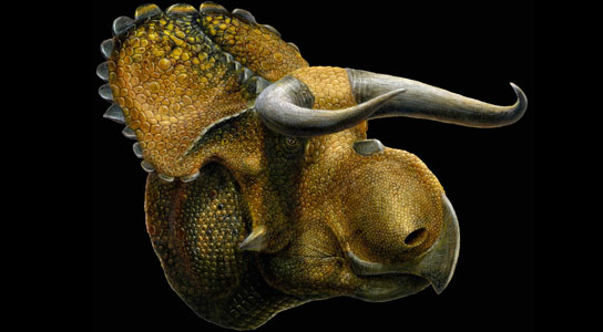 在犹他州发现的新生有角恐龙