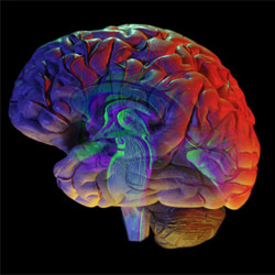 研究表明，大脑在受伤后重新丝绸