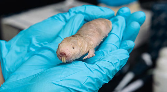 科学家发现化学品，使裸体摩尔大鼠抗癌