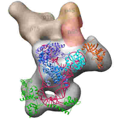 科学家填写端粒酶酶的3D视觉图
