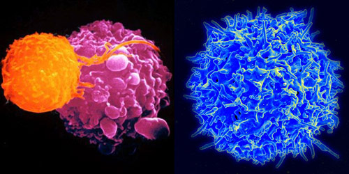 预编程的免疫细胞可以对抗特定病原体