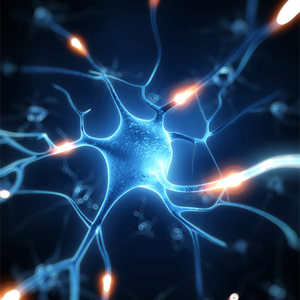 “网格细胞”允许大脑跟踪导航线索