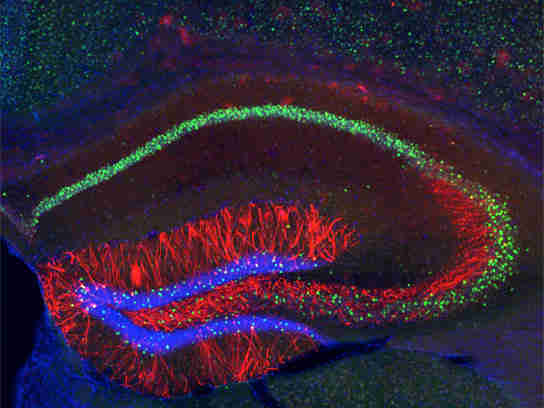 神经科学家在小鼠的大脑中植物植物错误的记忆