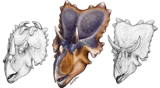 科学家发现有角恐龙的新物种– Mercuriceratops Gemini