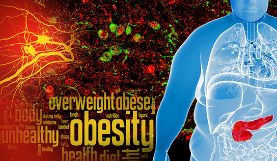 研究人员找到了预防体重增加的线索