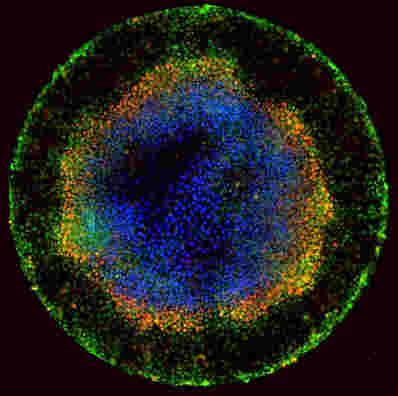科学家哄骗人类胚胎干细胞组织