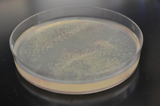 新的代谢途径更有效地将糖转化为生物燃料