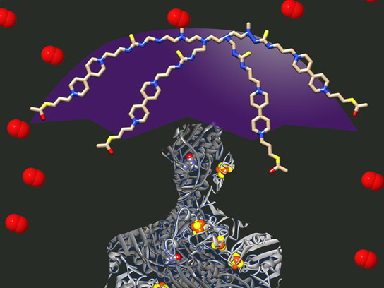 科学家发现在燃料电池中使用具有成本效益的生物催化剂的方法