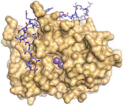 科学家们在理解PP1与其他蛋白质相互作用时举行了一大一步程