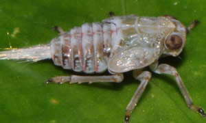 在昆虫中发现的功能齿轮机构的自然实例