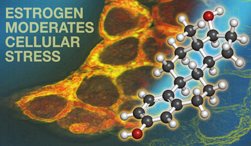 耶鲁大学的研究表明，雌激素可帮助缓解压力细胞