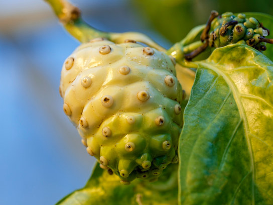 有毒水果可增加果蝇Sechellia蝇的繁殖力