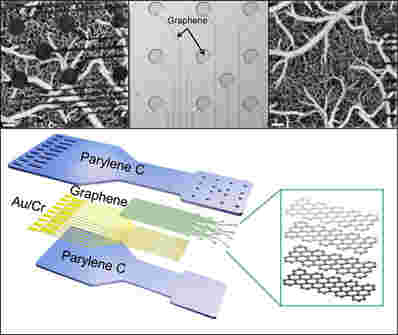 新的石墨烯传感器可以向大脑结构提供前所未有的洞察力