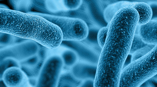 研究人员确定了可以抵抗食物过敏的肠道细菌