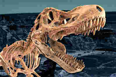 有关北美恐龙进化的新问题
