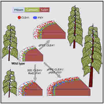 操纵细胞分裂将有助于种植树木更大更快