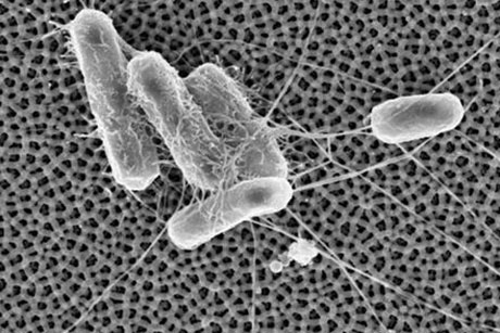 纳米技术毛孔将细菌保持粘附在表面上