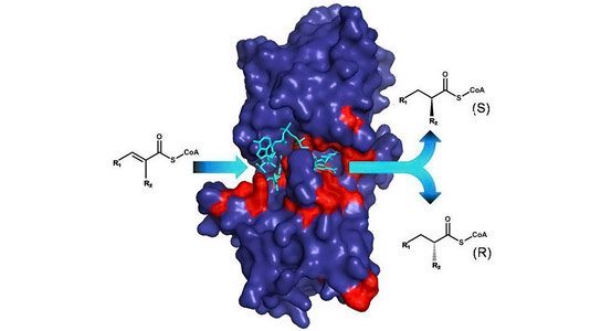 科学家提供了研究酶催化的新型工具