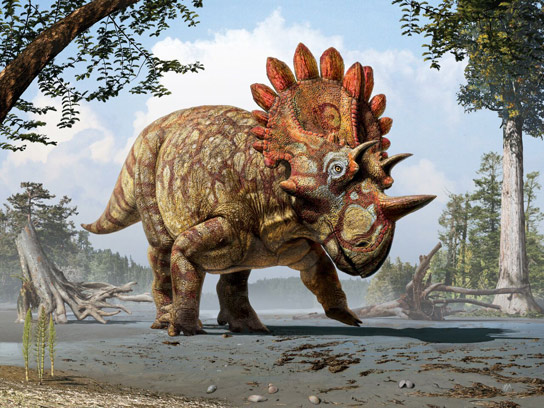 有角恐龙的新品种 -  Regaliceratops Peterhewsi