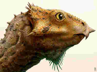 Aquilops Americanus  - 北美最古老的已知的角恐龙种类