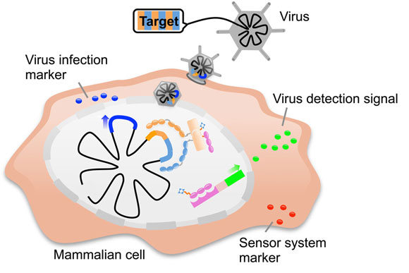 基于蛋白质的新型传感器可检测病毒感染，杀死癌细胞