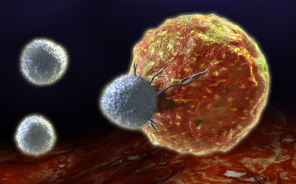 生物学家确定癌症免疫疗法的新方法