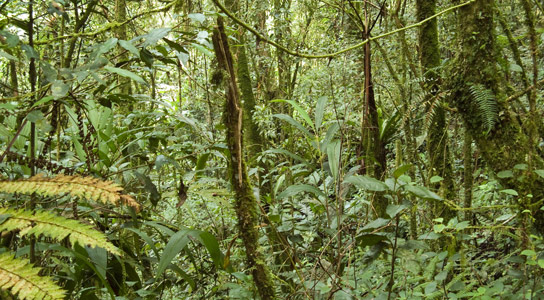 热带森林可能吸收更多的二氧化碳而不是先前的思考