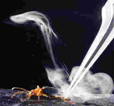 庞巴迪甲虫如何生产爆炸性化学射流