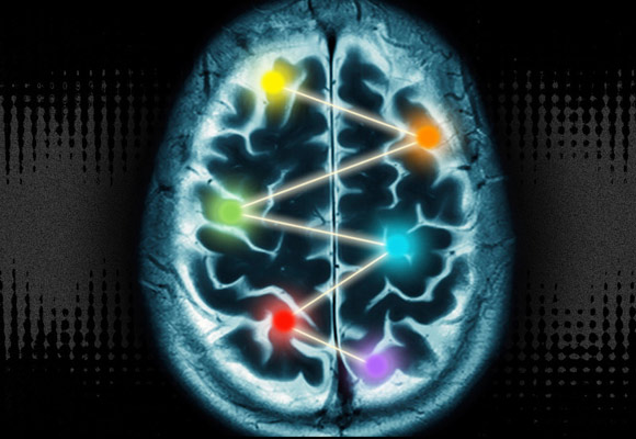 神经科学家可以显示多种皮质区域来处理信息