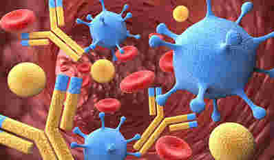 Th17细胞从促炎致炎症转化为抗炎