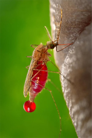 耶鲁研究表明HIV蛋白酶抑制剂也为疟疾提供保护
