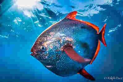 opah  - 第一个完全温暖的鱼