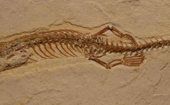 科学家们发现四条腿的蛇化石