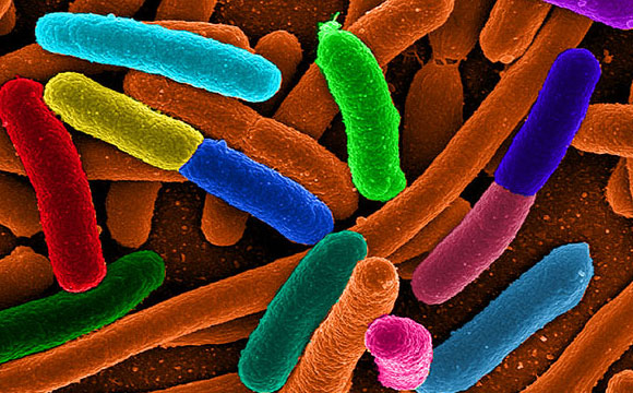 新的生物传感器将细菌变成自然能源的来源