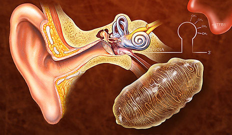 降低AMPK的基因活性可以预防遗传性听力损失