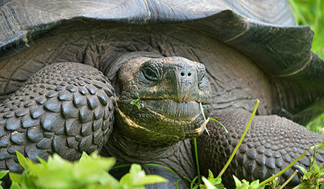 确定了加拉巴哥巨型乌龟的新物种