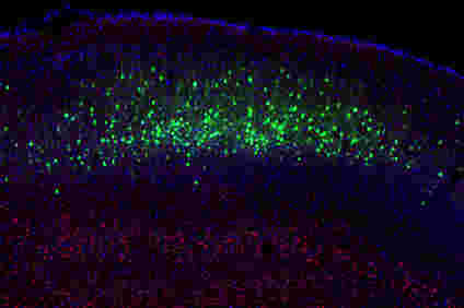 神经元可以从大脑内从一种类型改变到另一个类型中