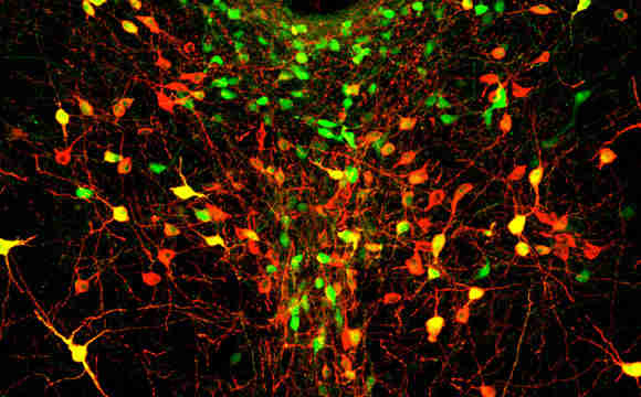 麻省理工学院研究人员识别代表隔离感的细胞