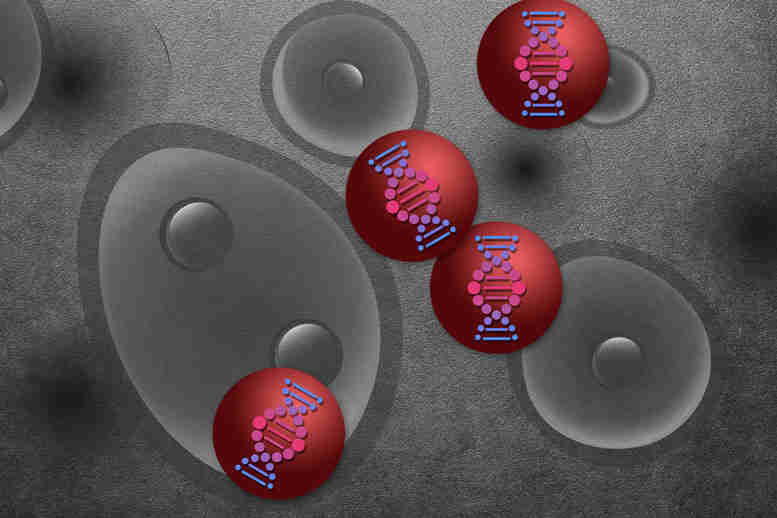 新的纳米粒子测试可以加快药物开发