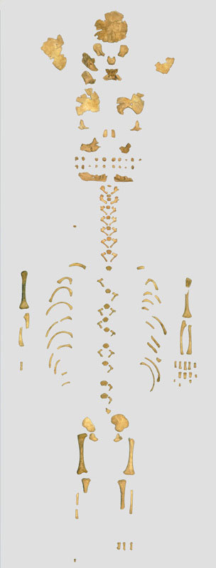 新研究显示尼安德特人出生在宽的身体和强大的骨骼中