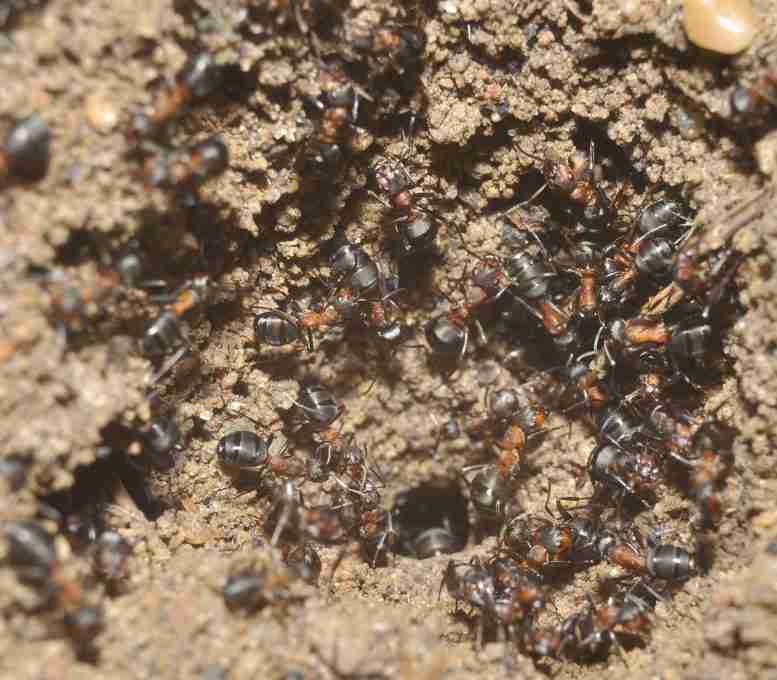 木蚂蚁在核武器中陷入困境时生存