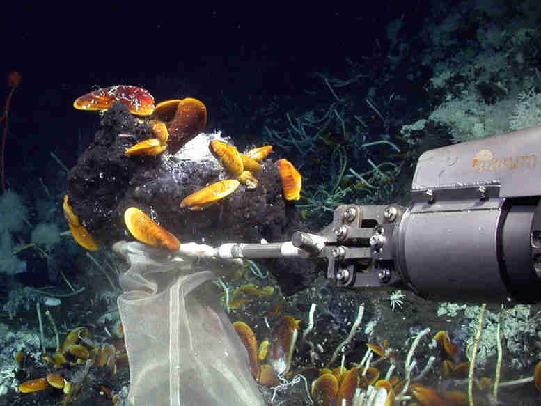 科学家在Symbiont细菌的帮助下发现贻贝和海绵在油上茁壮成长