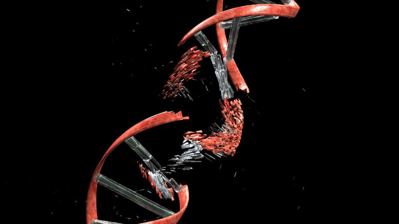 DNA2分子有助于修复与癌症相关的染色体重排