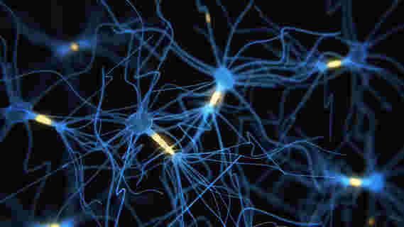 耀斑技术提供神经元活动的快照