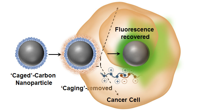 发光碳纳米粒子表现出可逆切换癌细胞
