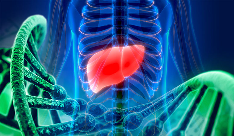 科学家揭示了四种与肾脏和肝脏囊性疾病相关的基因