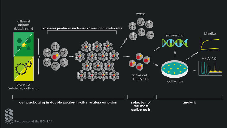 科学家开发了用于筛选生物多样性的新细胞分析方法